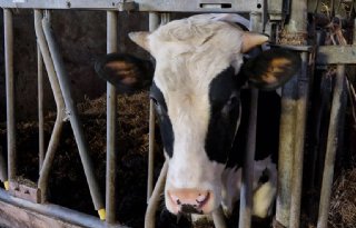 Fraude en misstanden met runderen: twee veehandelaren in Overijssel doorzocht