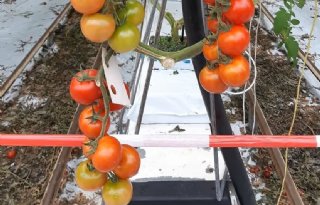 Onderzoek brengt genetische variatie van ToBRFV beter in beeld