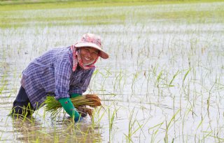 Syngenta en Kyoyu Agri werken samen aan nieuwe rijstherbicide
