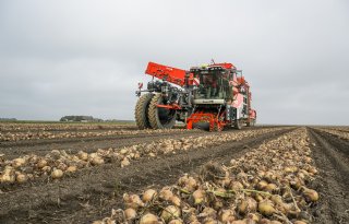 Uienexporteurs raken fijne maten goed kwijt op wereldmarkt