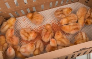 Vaccinatie tegen vogelgriep bij hennen kent nog veel hordes
