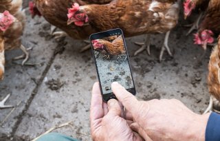 Met data sneller sturen bij varkens en kippen