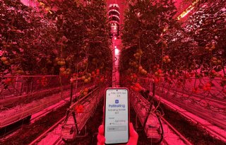 Bestuivingsrobot kan hommels vervangen in tomatenkas