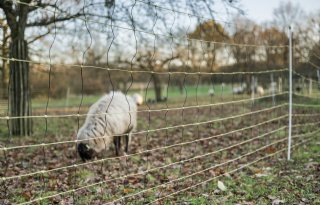 Utrecht scherpt als eerste regels aan rond wolvenschade: raster verplicht