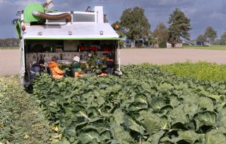 Spruiten komen nog niet aan de kilo’s van andere jaren