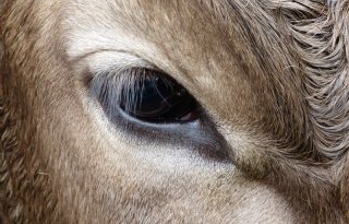 Oogscan met AI moet rundertuberculose sneller opsporen