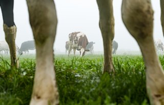 ‘Grote gemiste kans in stikstofbrief’