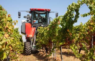 Klimaatverandering laat sporen na in Kroatische wijnbouw