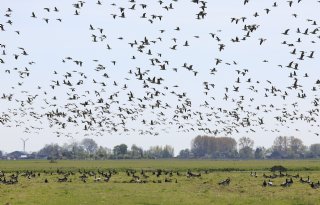 Vogeltrek vraagt om extra waakzaamheid voor vogelgriep