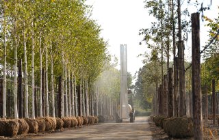 Dwarsstroomspuit raakt ook hoogste bomen