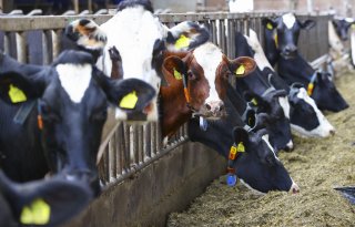 Verschillende meetmethoden geven andere ammoniakuitstoot melkvee