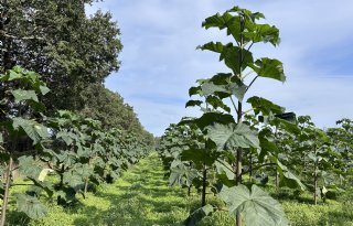Boeren telen grondstoffen voor de bouw
