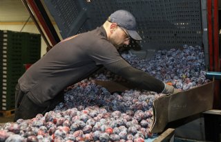 Honderdduizenden smakelijke pruimen rolden woensdag over de lopende band bij B&B Fruit in Herveld.
