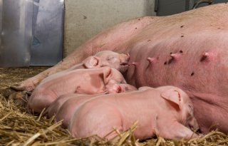 Zonvarkenconcept verlaagt broeikasgasemissies