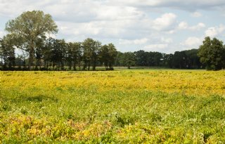 Aardappelen naast oud aardappelperceel geven meer risico op coloradokevers en alternaria