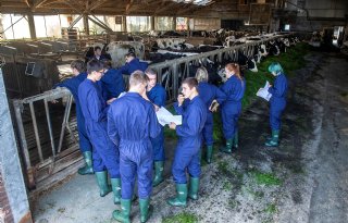 ‘Studenten ontwikkelen op melkveebedrijf Bij Snoek eigen visie binnen het vak’