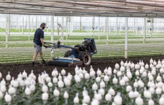 Inholland helpt tuinbouw verder met masterclasses: ‘Dicht op bedrijfsvoering’