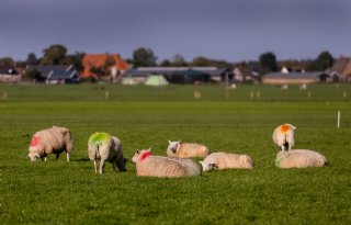 Meer schapen om te dekken in seizoen 2026