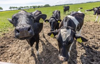 Melkveehouders kunnen ideeën indienen voor Dutch Dairy Challenge 2027