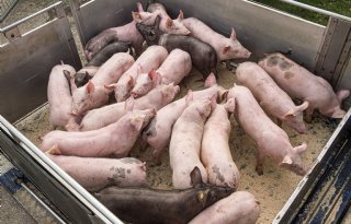 Varkensprijzen stabiliseren, maar herstel blijft uit
