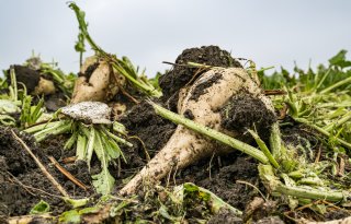 Landelijk suikergehalte bieten blijft aan de lage kant