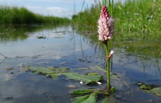 Friesland behaalt 96 procent van gestelde doelen Kaderrichtlijn Water