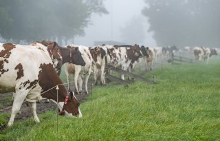 Keuze van kabinet jaagt kosten en schaalvergroting melkveehouderij aan