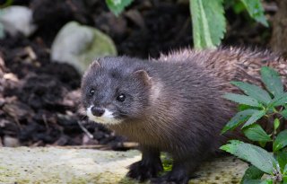 Denemarken stopt met nertsenhouderij