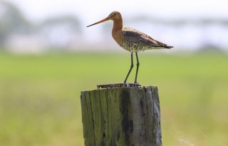 Meer nesten en broedparen voor Friese weidevogels