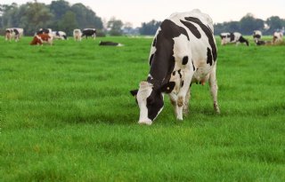 ‘Scoren op markt van leed en ellende’