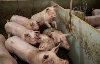 Herstel varkensprijzen blijft voorlopig uit