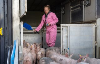 ‘Ik wil alles wel transporteren, als het maar een varken is’