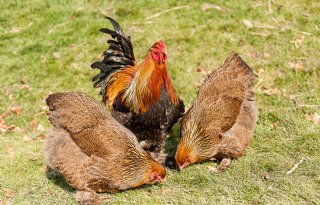 Vogelgriep zorgboerderij Middelie (NH)