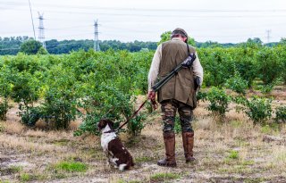 Jagers mogen zonder goedkeuring van provincie schieten op invasieve exoten