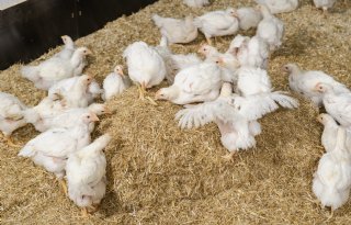 Dierenwelzijnslabel Vlaanderen voorlopig van de baan