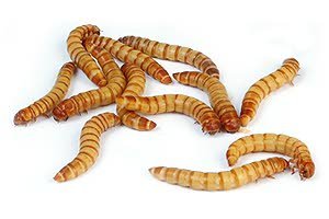 Meelwormen goed alternatief voor soja