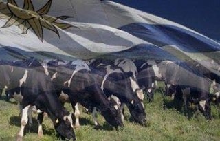 Megastal+met+8%2E000+koeien+in+Uruguay
