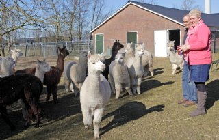 Alpaca's gedijen goed in Rutten