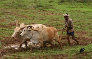 Kennisuitwisseling met Indiase melkveesector