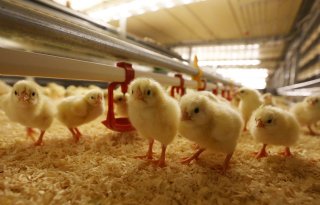 Antibioticagebruik vleeskuikens daalt