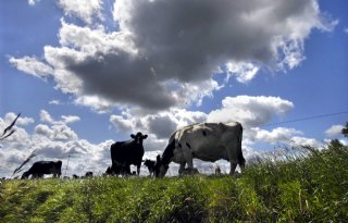 'Minder rundvee kan zorgen voor kanteling van zuivelmarkt'