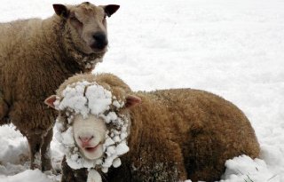Britse vrees dood vee door sneeuw (video)