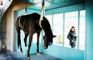 Dood paard hangt in kunstgalerie