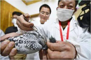 China zit boven op vogelgriep H7N9