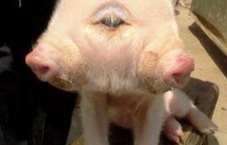 Tweekoppig varken geboren in China