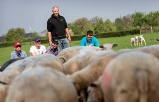 Q-koortsinenting schapen zorgboerderij