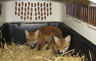 Politie bevrijdt vossen uit boerenschuur