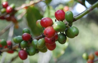 Koffieafval levert energie voor koffieboeren