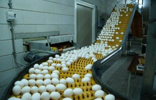 Pluimveehouders+willen+prijssysteem+eieren