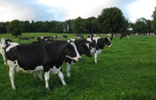 Boer verwacht actie overheid melkmarkt
